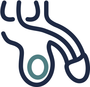 testicular icon