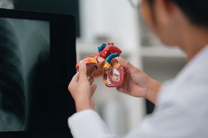 cardiologist looking a model heart