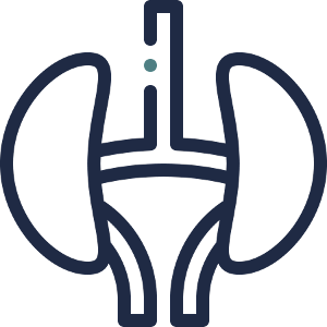 kidneys icon